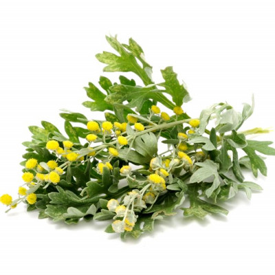 f0000001515_plantas_web_ok_wormwood.webp